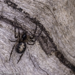 Araneidae (family) at Callum Brae - 29 May 2020 by BIrdsinCanberra