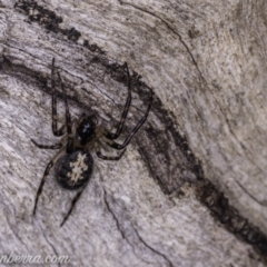 Araneidae (family) at Symonston, ACT - 29 May 2020 by BIrdsinCanberra