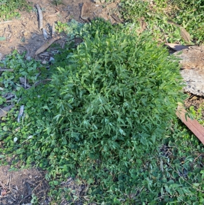 Einadia nutans subsp. nutans (Climbing Saltbush) at Hughes Grassy Woodland - 8 Jun 2020 by KL