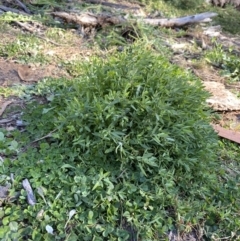 Einadia nutans subsp. nutans at Hughes, ACT - 8 Jun 2020