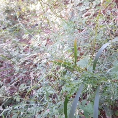 Clematis leptophylla (Small-leaf Clematis, Old Man's Beard) at Isaacs, ACT - 8 Jun 2020 by Mike