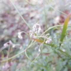 Clematis leptophylla at Isaacs, ACT - 8 Jun 2020