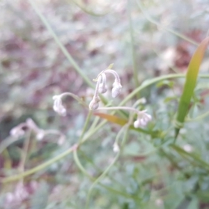 Clematis leptophylla at Isaacs, ACT - 8 Jun 2020