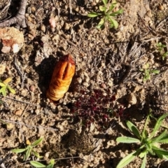 Hepialidae (family) (Unidentified Swift or Ghost Moth) at Booth, ACT - 5 Jun 2020 by KMcCue