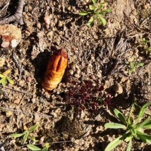 Hepialidae (family) at Booth, ACT - 5 Jun 2020