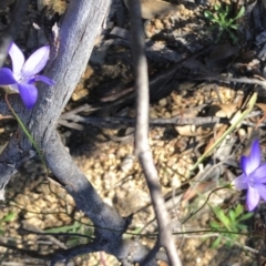 Wahlenbergia sp. (Bluebell) at Booth, ACT - 5 Jun 2020 by KMcCue