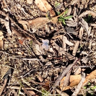 Zizina otis (Common Grass-Blue) at Namadgi National Park - 5 Jun 2020 by KMcCue