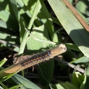 Utetheisa lotrix at Hughes, ACT - 8 Jun 2020 12:23 PM