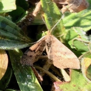 Scopula rubraria at Dunlop, ACT - 8 Jun 2020