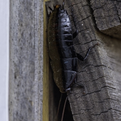 Platyzosteria melanaria (Common Eastern Litter Runner) at Hughes, ACT - 3 May 2020 by JonSteinbeck