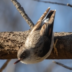 Daphoenositta chrysoptera (Varied Sittella) at Hackett, ACT - 8 Jun 2020 by rawshorty