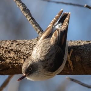 Daphoenositta chrysoptera at Hackett, ACT - 8 Jun 2020