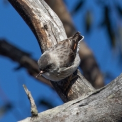 Daphoenositta chrysoptera at Hackett, ACT - 8 Jun 2020