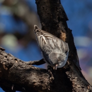 Daphoenositta chrysoptera at Hackett, ACT - 8 Jun 2020