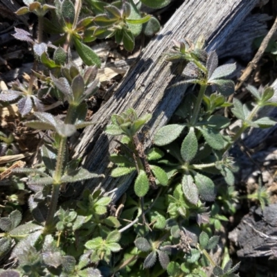 Galium murale (Small Bedstraw) at Red Hill to Yarralumla Creek - 8 Jun 2020 by KL