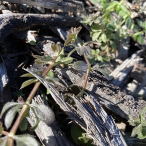 Galium murale at Hughes, ACT - 8 Jun 2020