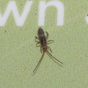 Paronellidae (family) at Acton, ACT - 7 Jun 2020 11:33 AM