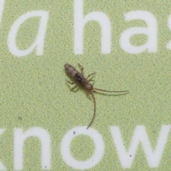 Paronellidae (family) at Acton, ACT - 7 Jun 2020