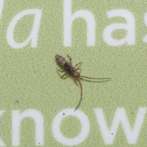 Paronellidae (family) at Acton, ACT - 7 Jun 2020