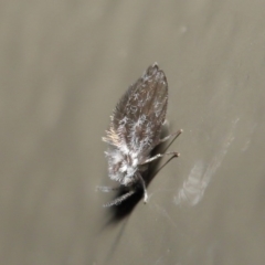 Psychodidae sp. (family) (Moth Fly, Drain Fly) at Acton, ACT - 2 Jun 2020 by TimL