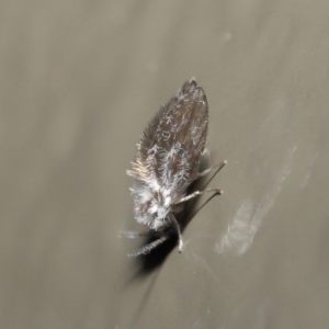 Psychodidae sp. (family) at Acton, ACT - 2 Jun 2020 12:16 PM