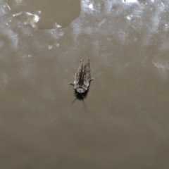 Psychodidae sp. (family) at Acton, ACT - 2 Jun 2020 12:16 PM