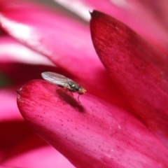 Hydrellia sp. (genus) (Lawn or Pasture Fly) at ANBG - 7 Jun 2020 by TimL