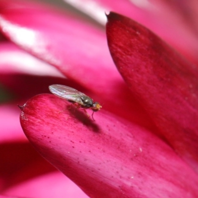 Hydrellia sp. (genus) (Lawn or Pasture Fly) at ANBG - 7 Jun 2020 by TimL