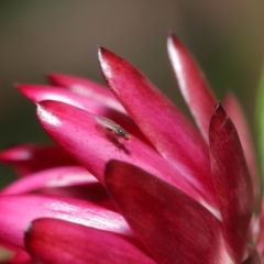 Hydrellia sp. (genus) at Acton, ACT - 7 Jun 2020