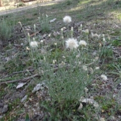 Vittadinia gracilis (New Holland Daisy) at Campbell Park Woodland - 5 Jun 2020 by AndyRussell