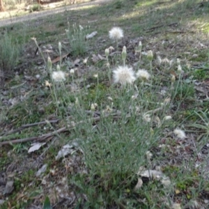 Vittadinia gracilis at Majura, ACT - 5 Jun 2020