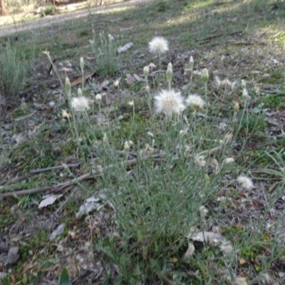 Vittadinia gracilis (New Holland Daisy) at Majura, ACT - 5 Jun 2020 by AndyRussell