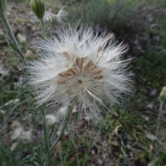 Vittadinia gracilis at Majura, ACT - 5 Jun 2020