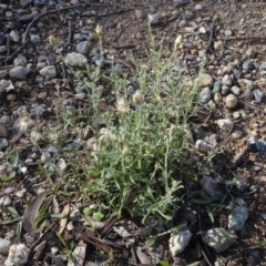 Vittadinia gracilis at Majura, ACT - 5 Jun 2020