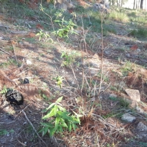 Olearia lirata at Isaacs, ACT - 8 Jun 2020