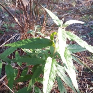 Olearia lirata at Isaacs, ACT - 8 Jun 2020