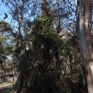 Lonicera japonica at Majura, ACT - 5 Jun 2020