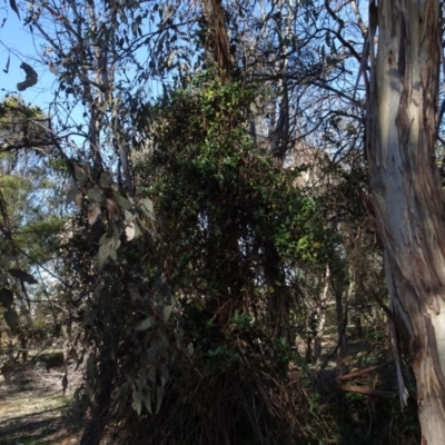 Lonicera japonica (Japanese Honeysuckle) at Campbell Park Woodland - 5 Jun 2020 by AndyRussell