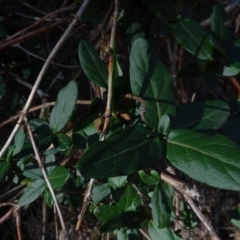 Lonicera japonica at Majura, ACT - 5 Jun 2020