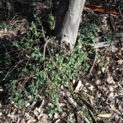 Lonicera japonica at Majura, ACT - 5 Jun 2020