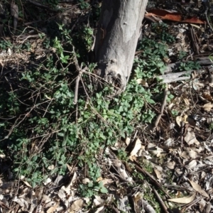 Lonicera japonica at Majura, ACT - 5 Jun 2020