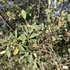 Pomaderris cinerea at Black Range, NSW - 8 Jun 2020