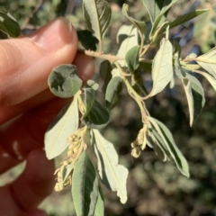 Pomaderris cinerea at Black Range, NSW - 8 Jun 2020