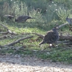 Phaps chalcoptera (Common Bronzewing) at Campbell Park Woodland - 5 Jun 2020 by AndyRussell