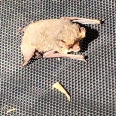 Nyctophilus geoffroyi (Lesser Long-eared Bat) at QPRC LGA - 17 May 2020 by LyndalT