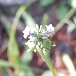 Linaria arvensis at Isaacs, ACT - 8 Jun 2020 02:32 PM