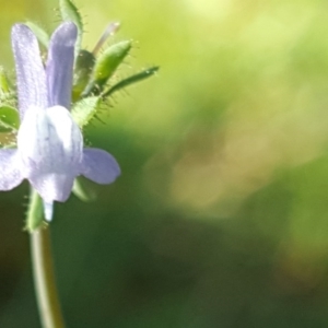 Linaria arvensis at Isaacs, ACT - 8 Jun 2020