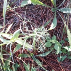 Linaria arvensis at Isaacs, ACT - 8 Jun 2020