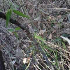 Glycine clandestina at Campbell, ACT - 7 Jun 2020 04:01 PM