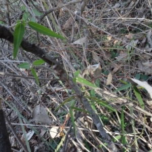 Glycine clandestina at Campbell, ACT - 7 Jun 2020 04:01 PM